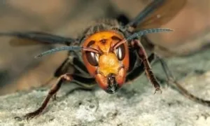 Hai du khách bị ong bắp cày đốt tử vong trong công viên ở Lào